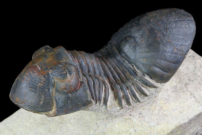 Paralejurus Trilobite Fossil - Foum Zguid, Morocco #74709